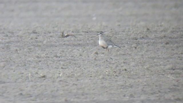 Mornel - Charadrius morinellus смотреть онлайн
