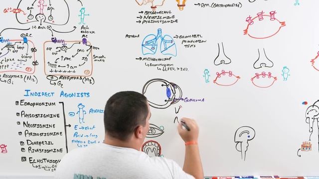 Autonomic Pharmacology | Cholinergic Agonists смотреть онлайн