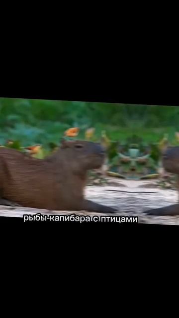 какая ты капибара по имени смотреть онлайн