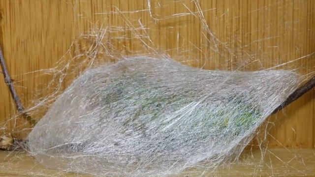 Cecropia Caterpillar Spins its Cocoon смотреть онлайн