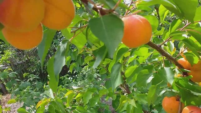 Абрикос ранний сорт Киото(apricot Kioto)