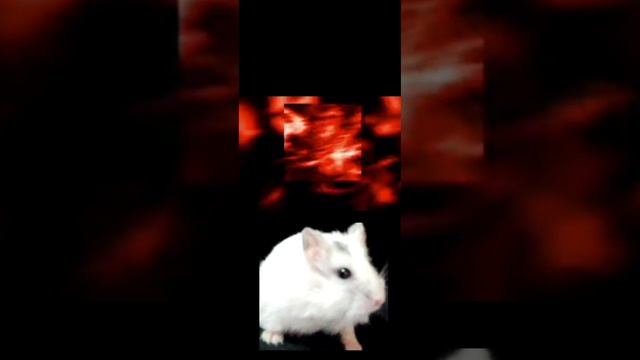 Агресивный Фонк☠️ (хомяш) смотреть онлайн