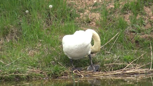 Beautiful swan. Graži gulbė. Прекрасный лебедь смотреть онлайн