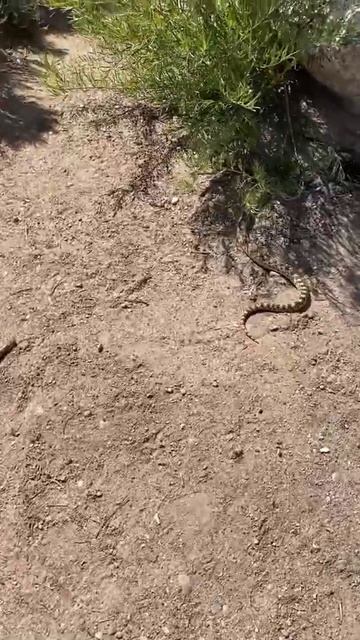 Bull(SNAKIN)#SHORTS смотреть онлайн