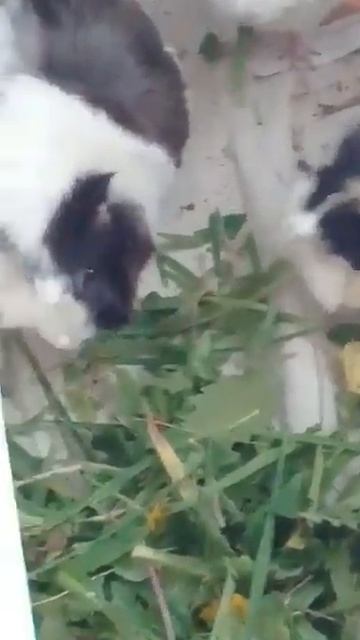 Dandelion смотреть онлайн