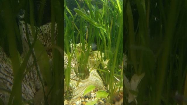 Немного про аксов