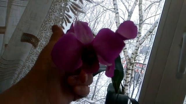 Цветут два Дендрофаленопсиса. 16.01.21г. смотреть онлайн