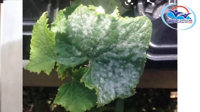 THEORY VOL 14 - Agri-Crop Health Management смотреть онлайн