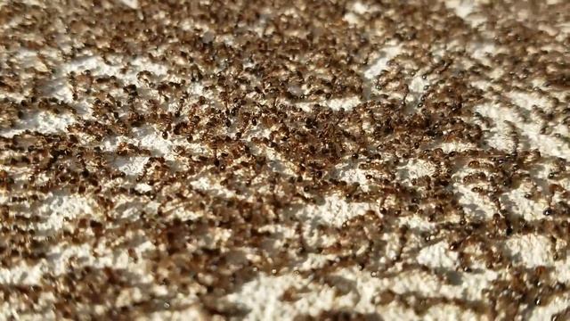 Ant War! смотреть онлайн