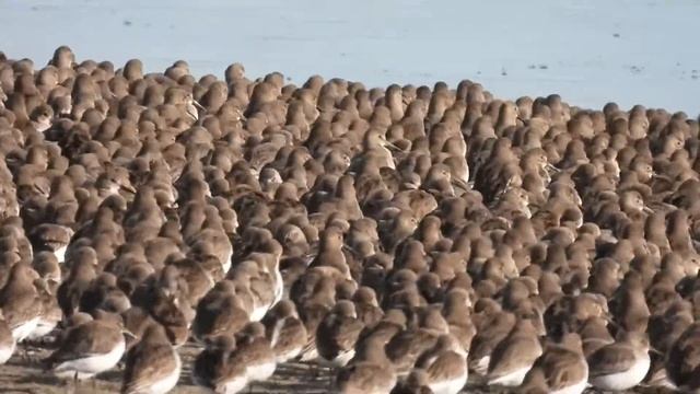 dunlins смотреть онлайн