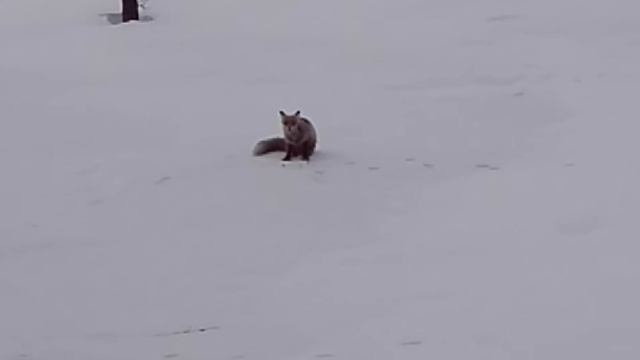 Лисичка смотреть онлайн