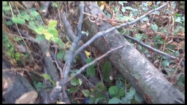 PSD Crni Vrh_Priprema drva za zimski period na planini Stol kod Bora смотреть онлайн