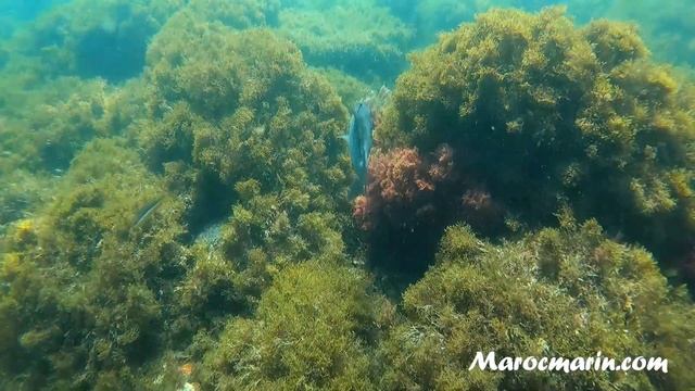 Balistes capriscus смотреть онлайн