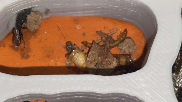 มดแท่ง ectomomyrmex astutus смотреть онлайн