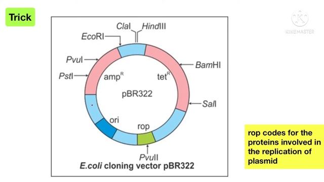 Trick to Learn pBR322 Cloning vector | E.coli cloning vector | Biotechnology | Class 12 | NEET смотреть онлайн