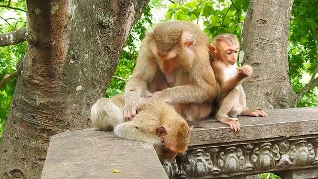 Monkey Alisa is bored with the monkeys around her even baby Alberto смотреть онлайн