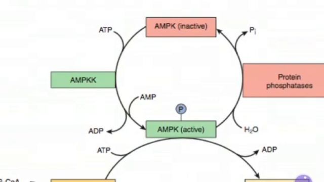 Regulation of Cholesterol Synthesis By (Dr. Nighat Naeem for 2nd Year MBBS) смотреть онлайн