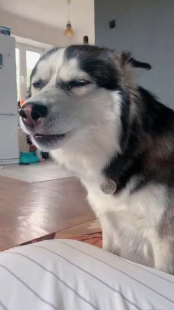 заказ эдит(доберман,турецкий кангал,хаски) смотреть онлайн