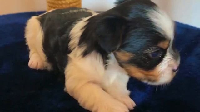 Бивер Йорк смотреть онлайн