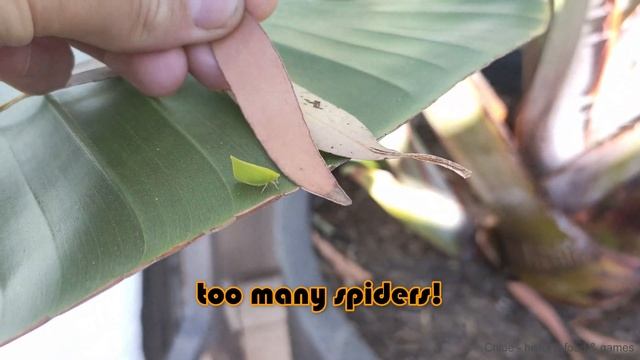 Funny/cute green planthopper torpedo bug (Siphanta acuta) смотреть онлайн