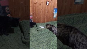 кит и рыба #рыбакит #рыба #кит