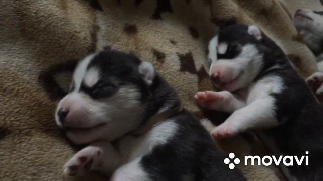 Щенки Хаски ! 7 день жизни. смотреть онлайн