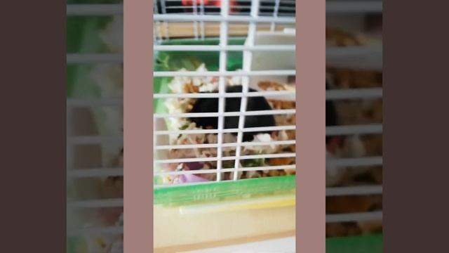 Хомкам 4 дня. Ня🐹. #хомяки #дымкаиуголёк смотреть онлайн