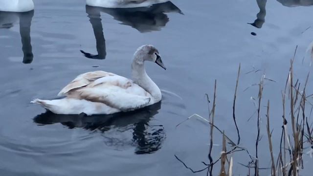 Шумер встречает!!! смотреть онлайн