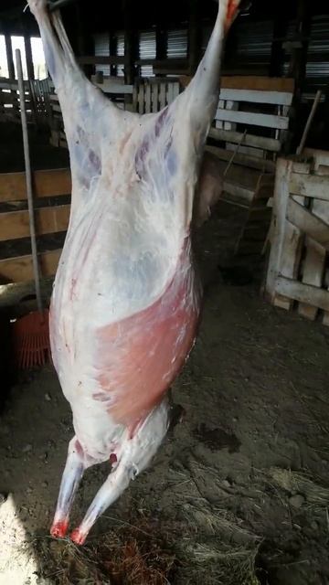 эдильбаевские овцы /готовлюсь к приезду дорогих гостей смотреть онлайн