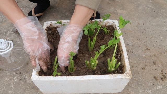 Growing Celery With Stem Is Simple, Effective And Cost-effective смотреть онлайн