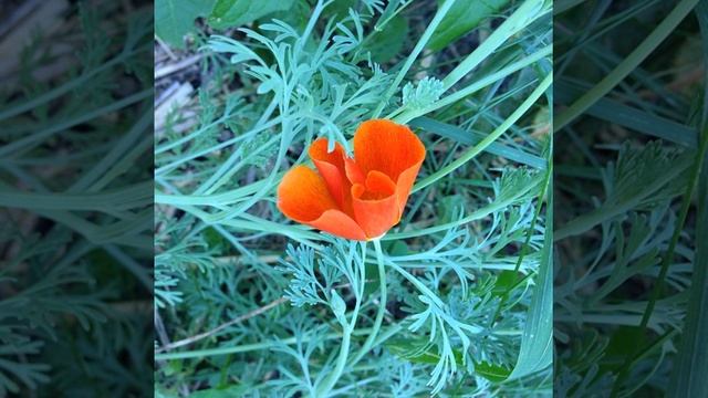 14 Least Favorite Gardening ...? смотреть онлайн