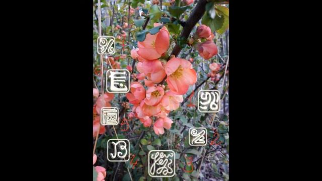 Прогноз на рунах с 01 мая  по 07 мая 2017 г.