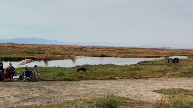 BLACK MAMBA’s Junior Hunting Test at Marin Retriever Club смотреть онлайн