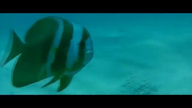 GVI Seychelles Marine Conservation смотреть онлайн