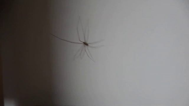 Паучара смотреть онлайн