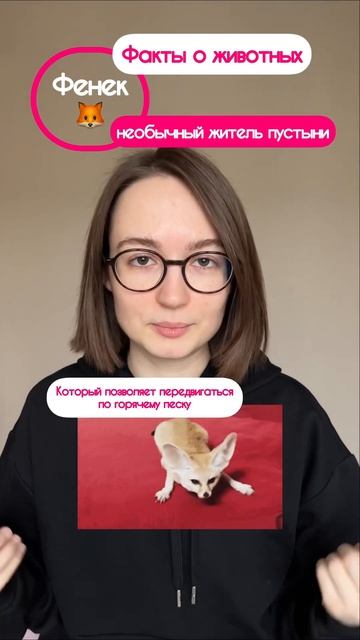 Встречайте - Фенек, мистер популярность😎Подписывайтесь на факты о животных^^ смотреть онлайн