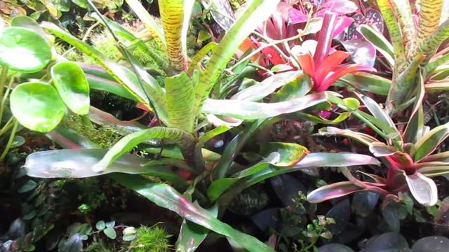 Мои питомцы- пение древолазов смотреть онлайн