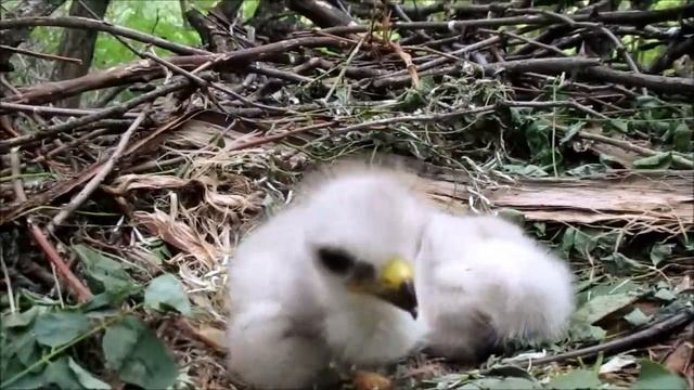 Многодетные канюки/Buzzard chicks смотреть онлайн