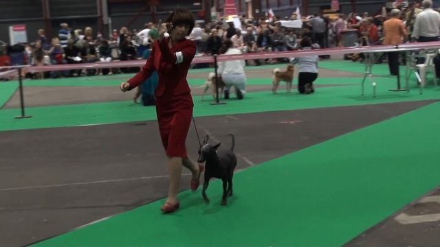 Harmeks Mikelangelo класс чемпионов смотреть онлайн