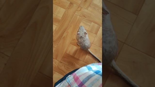 Монгольская песчанка, девочка смотреть онлайн