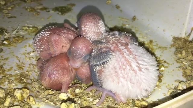 Baby Budgie/Parakeet Chicks(Lil Keekee And Bugles (Day 10)(Волнистых попугаев) смотреть онлайн