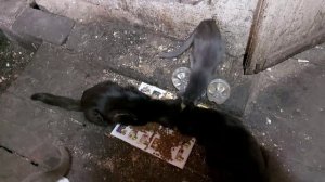 Любаня вся в делах!