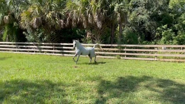 Baba loose in his pasture Oct. 2021 смотреть онлайн