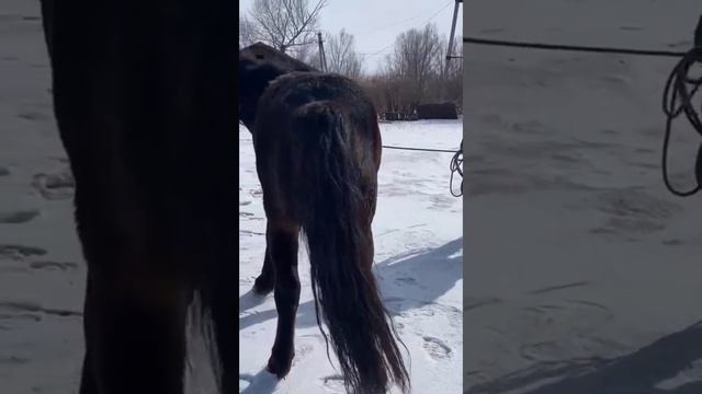 Жолдастың айғырлары , жеребцы моего друга , ма шаа АЛЛА 🔥🔥🔥🔥 смотреть онлайн