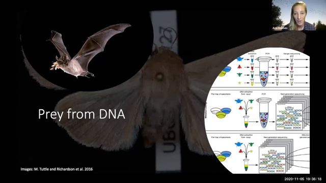 Flyway Nights Speaker Series - November 2020 - Graduate Student Fellowship Recipients смотреть онлайн