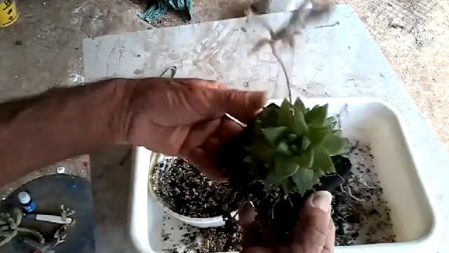 Segundo vídeo do desenvolvimento da haworthia cymbiformis смотреть онлайн