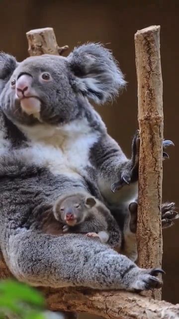 Baby koala #shorts #koala смотреть онлайн