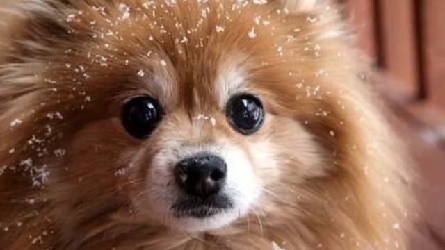 Милые собачки слайд шоу