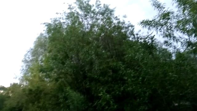 Соловей поёт смотреть онлайн