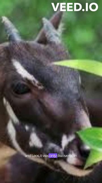 Saola смотреть онлайн